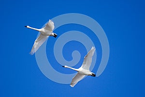 Two Trumpeter Swans migrating south