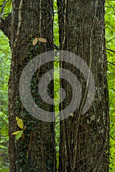 Two trunks of chestnut trees in forest with climbers and green background in vertical Extremadura