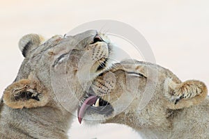Two trusting Lioness grooming and licking photo