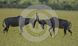 Two Tsessebe, Damaliscus lunatus lunatus, antelope, locking horns