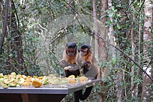 Two tufted capuchin monkeys