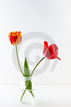 Two tulip flowers