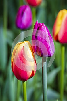 Two tulip flowers close-up macro photography