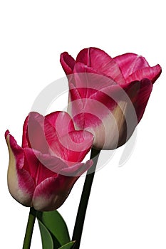 Two tulip flowers of Hot Pants cultivar in full blossom