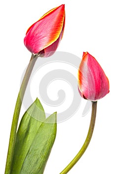 Two tulip flowers isolated on a white background