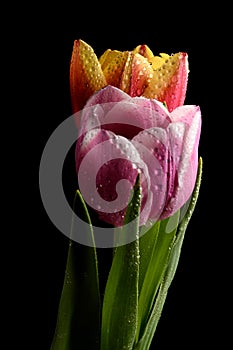 Two Tulip flowers macro photograph