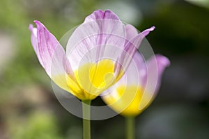 Two tulipa saxatilis lilac wonder in bloom