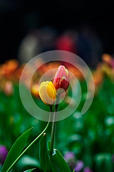 Two tulips
