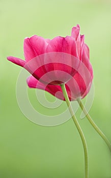 Two Tulips