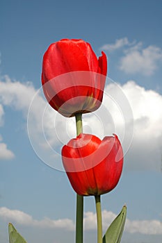 Two tulips