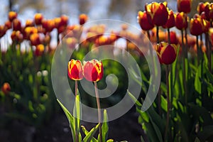 Two tulips, apparently a young couple, in front of a ceremony or photo