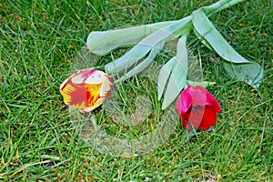 Decorated Dutch tulips in the grass, symbol of love, Mothers Day photo