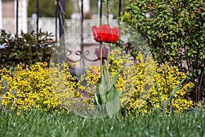 Two tulips blooming on the grass