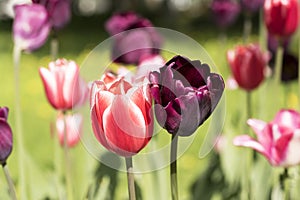 Two tulips close-up in the spring Park on Elagin island , St. Petersburg