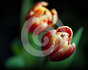 Two tulips on dark background