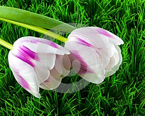 Two tulips on green grass