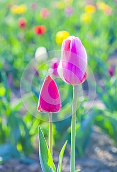 Two tulips in harmony symbolizing