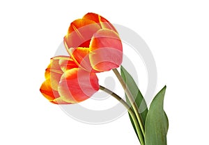 Two tulips isolated on white background