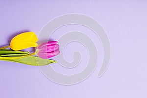 Two tulips on violet paper background
