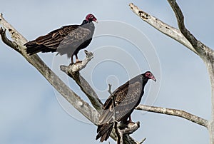 Two Turkey Buzzards Looking at You