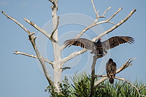 TWO TURKEY BUZZARDS IN A TREE