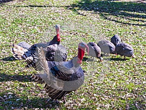 Two turkey males and four females walk on a sunny lawn and search for food