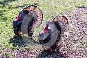 Two turkey males stand with open feathers on a sunny lawn