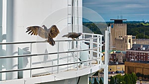 Two turkey vulture birds on white water tower with doom and gloom cloudy sky aerial, Muncie, IN