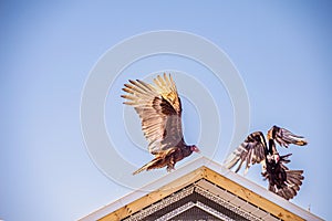 Two Turkey Vultures, trying to land on same roof peek