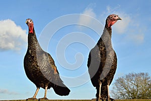 Two Turkeys