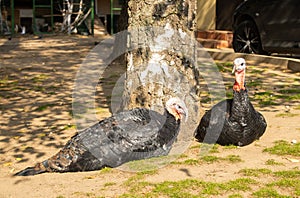 Two turkeys sitting on the grass