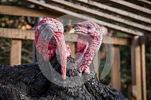 Two turkeys