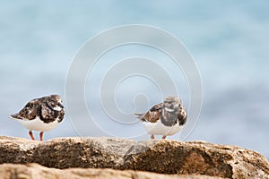 Two Turnstones, Arenaria interpres, perched on rock in the protected area of the Agua Amarga salt marsh beach