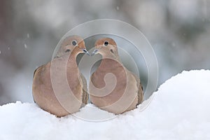 Two Turtle Doves photo