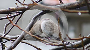 Two turtledove sitting on a tree branch kissing. A cold rainy day