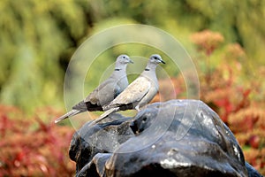 Two Turtledoves Looking in The Same Direction