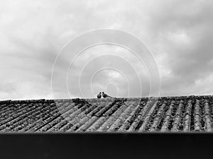 Two turtledoves on a roof