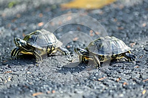 Two turtles on asphalt attentive to surroundings. photo