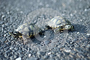 Two turtles on asphalt attentive to surroundings. photo