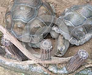 Two turtles that are being cared for behind a fence at an ecological park.