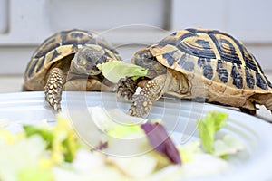 Two turtles in competition