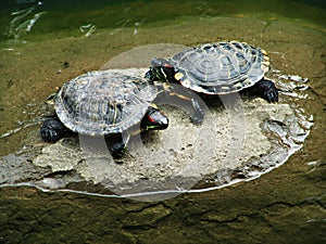 Two turtles fighting
