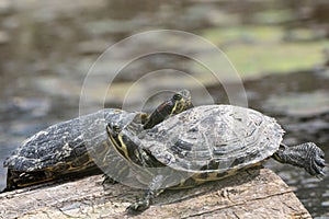Two Turtles Sunning on Log in Pond photo