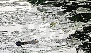 Two turtles on a log in a pond photo