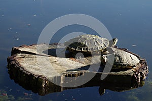 Dos tortugas sobre el acceso en luz de sol 