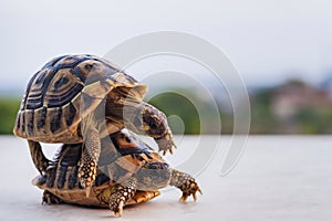 Two turtles that mate