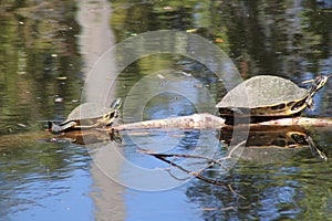 Two Turtles On A Log Surrounded By Water With Water Reflection.