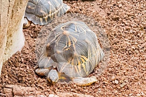Turtles relaxing and basking in the sun
