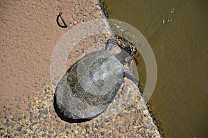 Two turtles on a rock. Puerto Iguazu, Argentina photo