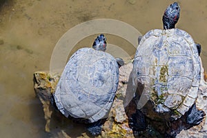 Two turtles on a rock